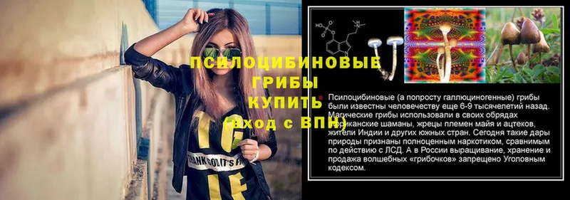 Псилоцибиновые грибы GOLDEN TEACHER  Губкин 